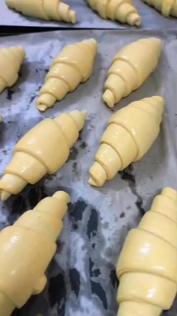 Croissants de massa crua enrolados à mão, a levedar num tabuleiro antes de irem ao forno.